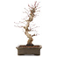 Acer palmatum Deshojo, 42,5 cm, ± 15 jaar oud