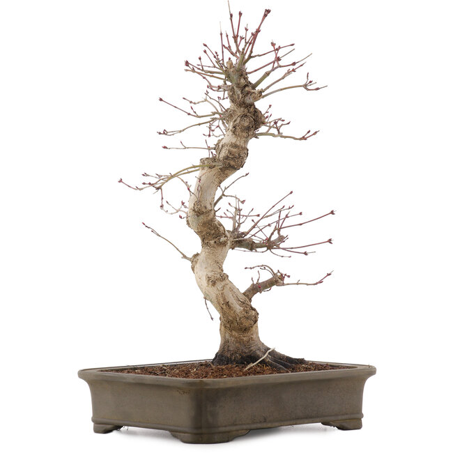 Acer palmatum Deshojo, 42,5 cm, ± 15 jaar oud