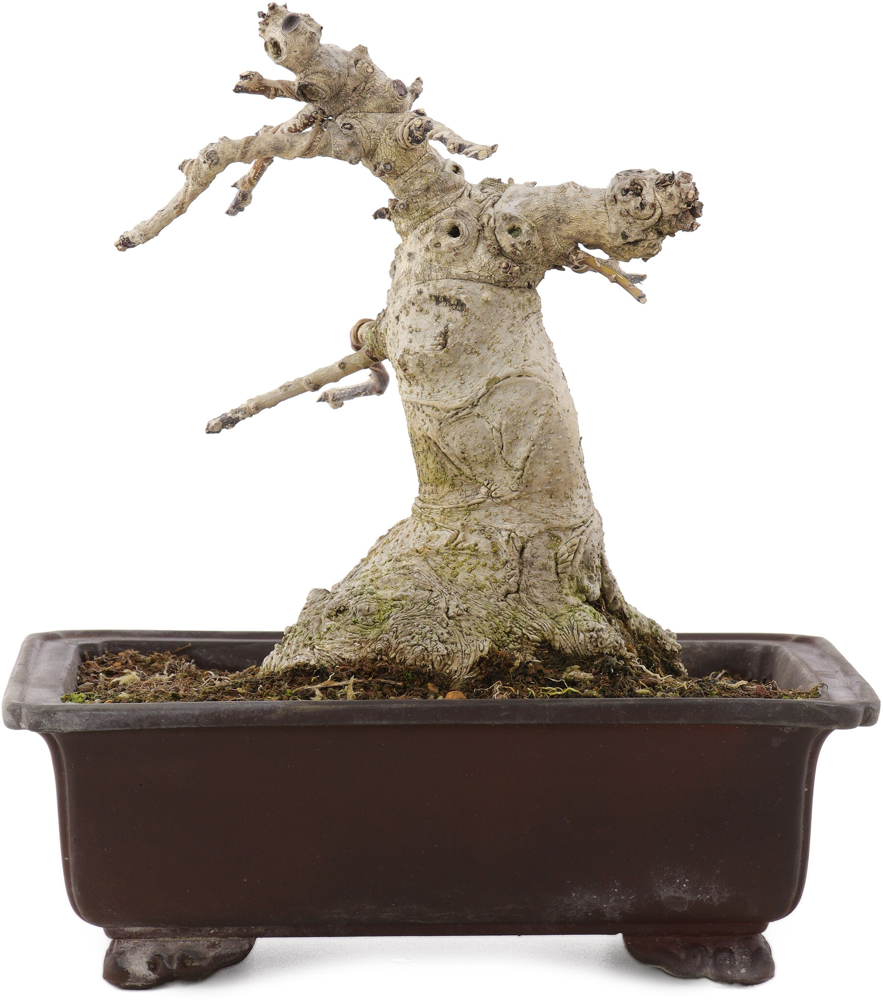 bonsai pinus mugo Mitsch's Mini Mugo Pine main image 1