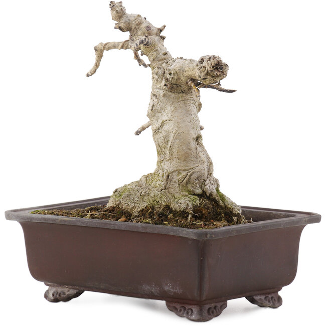 Ilex crenata Rotundifolia, 22 cm, ± 20 Jahre alt