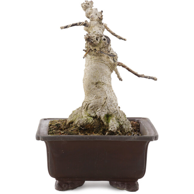 Ilex crenata Rotundifolia, 22 cm, ± 20 anni