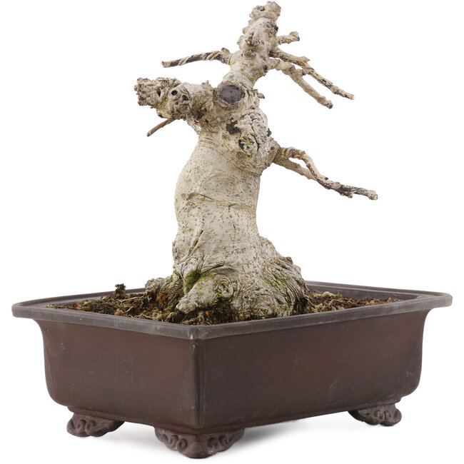 Ilex crenata Rotundifolia, 22 cm, ± 20 years old