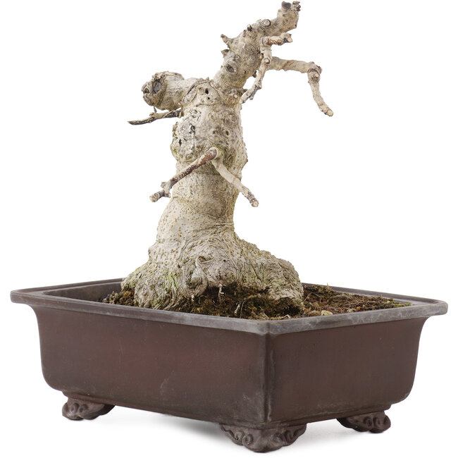 Ilex crenata Rotundifolia, 22 cm, ± 20 Jahre alt