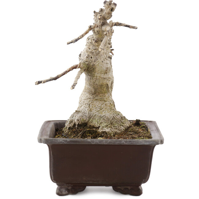 Ilex crenata Rotundifolia, 22 cm, ± 20 anni