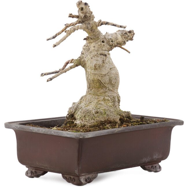 Ilex crenata Rotundifolia, 22 cm, ± 20 años