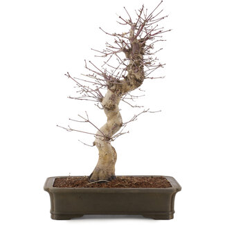 Acer palmatum Deshojo, 41 cm, ± 15 ans