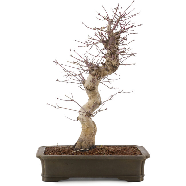 Acer palmatum Deshojo, 41 cm, ± 15 años