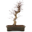 Acer palmatum Deshojo, 41 cm, ± 15 ans