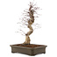 Acer palmatum Deshojo, 41 cm, ± 15 ans