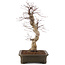 Acer palmatum Deshojo, 41 cm, ± 15 ans