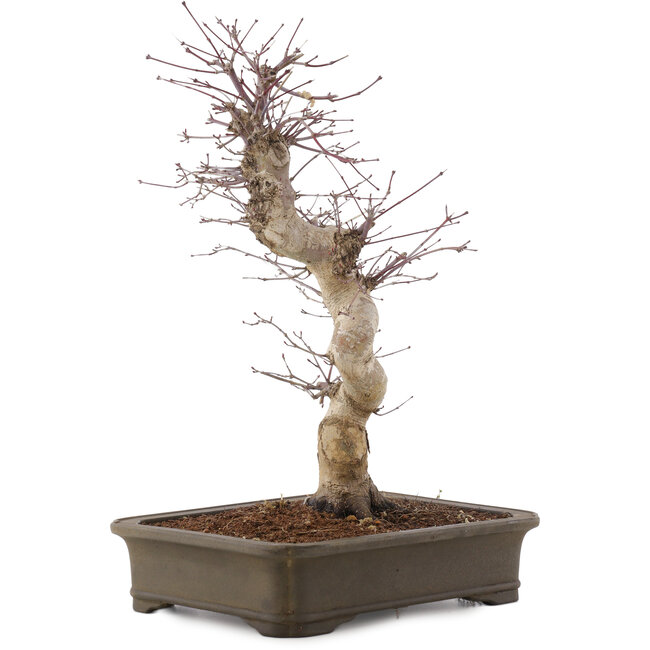 Acer palmatum Deshojo, 41 cm, ± 15 years old