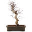 Acer palmatum Deshojo, 41 cm, ± 15 años