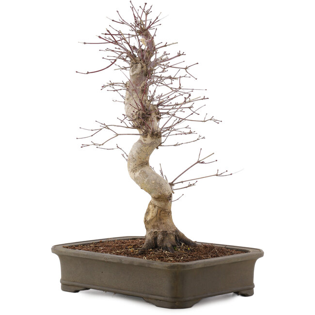 Acer palmatum Deshojo, 41 cm, ± 15 anni