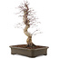 Acer palmatum Deshojo, 41 cm, ± 15 jaar oud