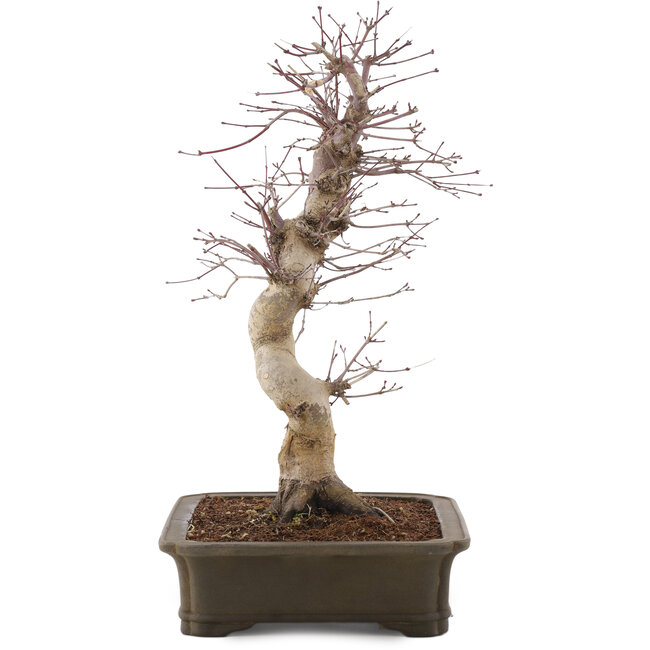 Acer palmatum Deshojo, 41 cm, ± 15 years old