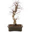 Acer palmatum Deshojo, 41 cm, ± 15 anni