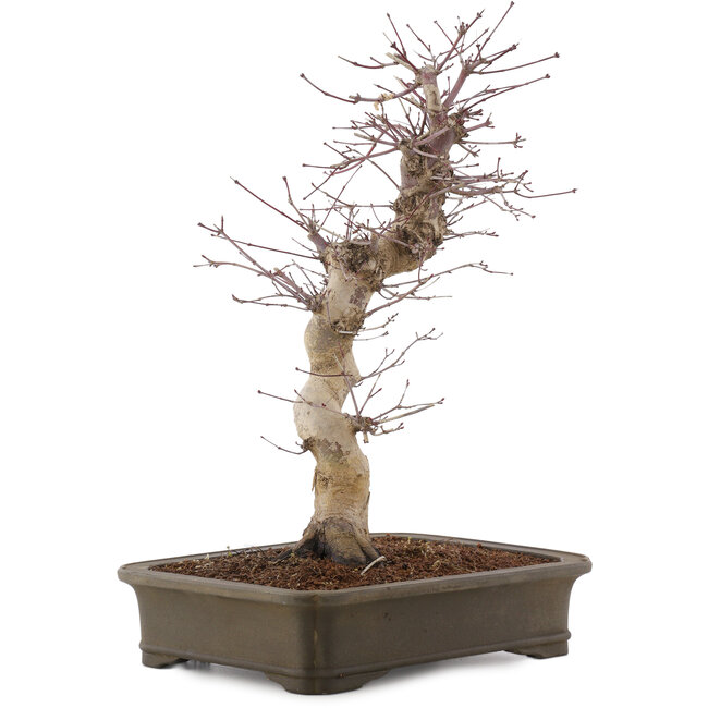 Acer palmatum Deshojo, 41 cm, ± 15 Jahre alt