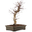 Acer palmatum Deshojo, 41 cm, ± 15 años