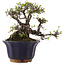 Ligustrum, 19 cm, ± 20 jaar oud