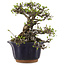 Ligustrum, 19 cm, ± 20 jaar oud