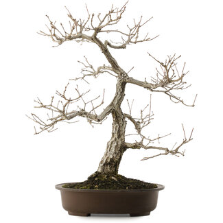 Quercus serrata, 52 cm, ± 40 jaar oud