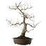 Quercus serrata, 52 cm, ± 40 jaar oud