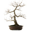 Quercus serrata, 52 cm, ± 40 Jahre alt