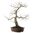 Quercus serrata, 52 cm, ± 40 years old