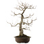 Quercus serrata, 52 cm, ± 40 jaar oud