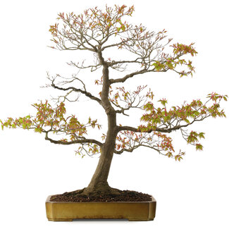 Acer palmatum, 69 cm, ± 25 Jahre alt