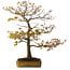 Acer palmatum, 69 cm, ± 25 years old, with a nebari of 15,50 centimeter