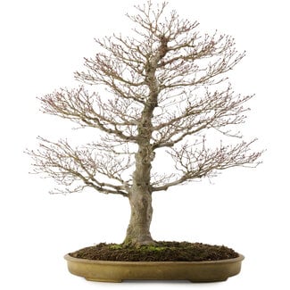 Hattori Tomoyuki Acer palmatum, 76 cm, ± 35 years old