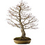 Acer palmatum, 76 cm, ± 35 years old, in a handmade Japanese pot by Hattori