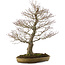 Acer palmatum, 76 cm, ± 35 years old, in a handmade Japanese pot by Hattori