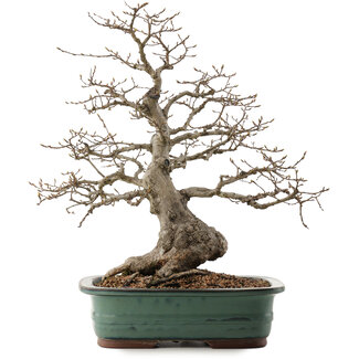 Carpinus coreana, 53 cm, ± 40 años