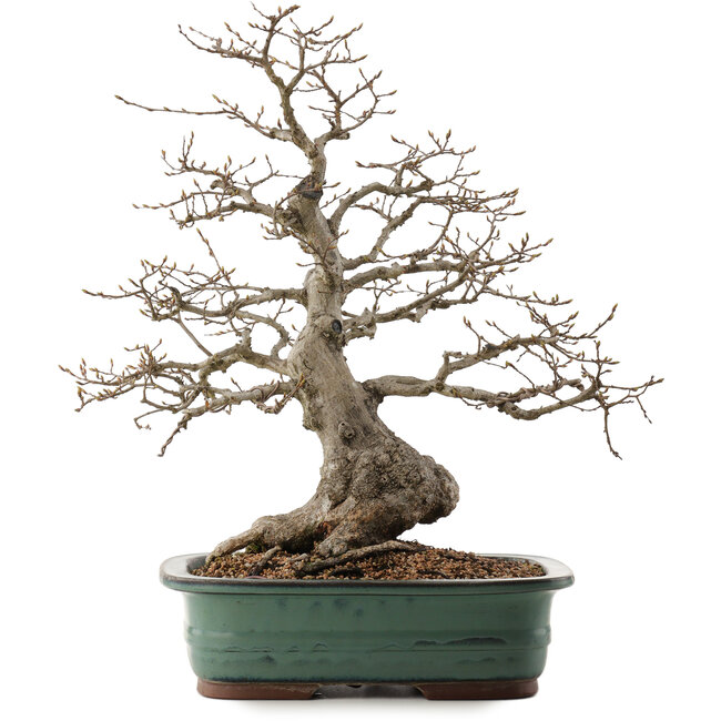 Carpinus coreana, 53 cm, ± 40 años