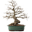 Carpinus coreana, 53 cm, ± 40 ans