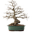 Carpinus coreana, 53 cm, ± 40 Jahre alt