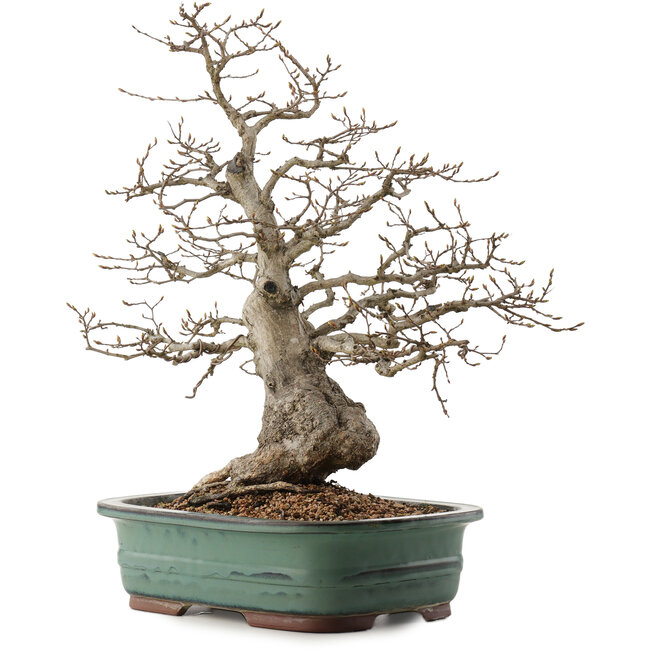Carpinus coreana, 53 cm, ± 40 años