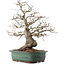Carpinus coreana, 53 cm, ± 40 ans
