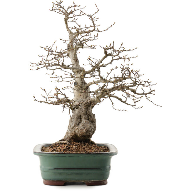 Carpinus coreana, 53 cm, ± 40 anni