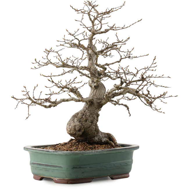 Carpinus coreana, 53 cm, ± 40 Jahre alt