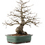 Carpinus coreana, 53 cm, ± 40 years old