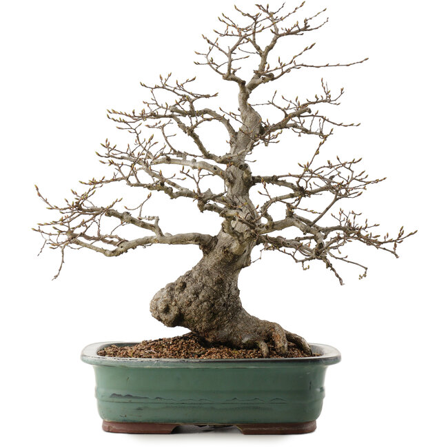 Carpinus coreana, 53 cm, ± 40 Jahre alt