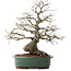 Carpinus coreana, 53 cm, ± 40 ans