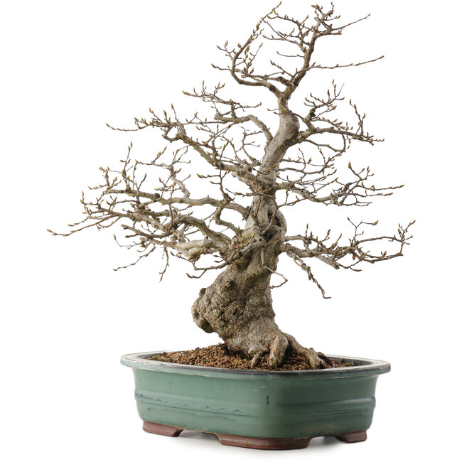 Carpinus coreana, 53 cm, ± 40 years old