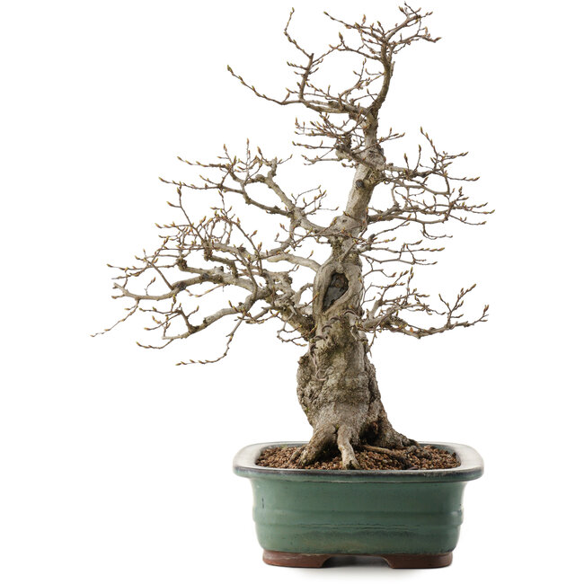 Carpinus coreana, 53 cm, ± 40 Jahre alt