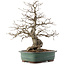 Carpinus coreana, 53 cm, ± 40 years old