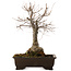 Zelkova serrata, 36 cm, ± 20 anni