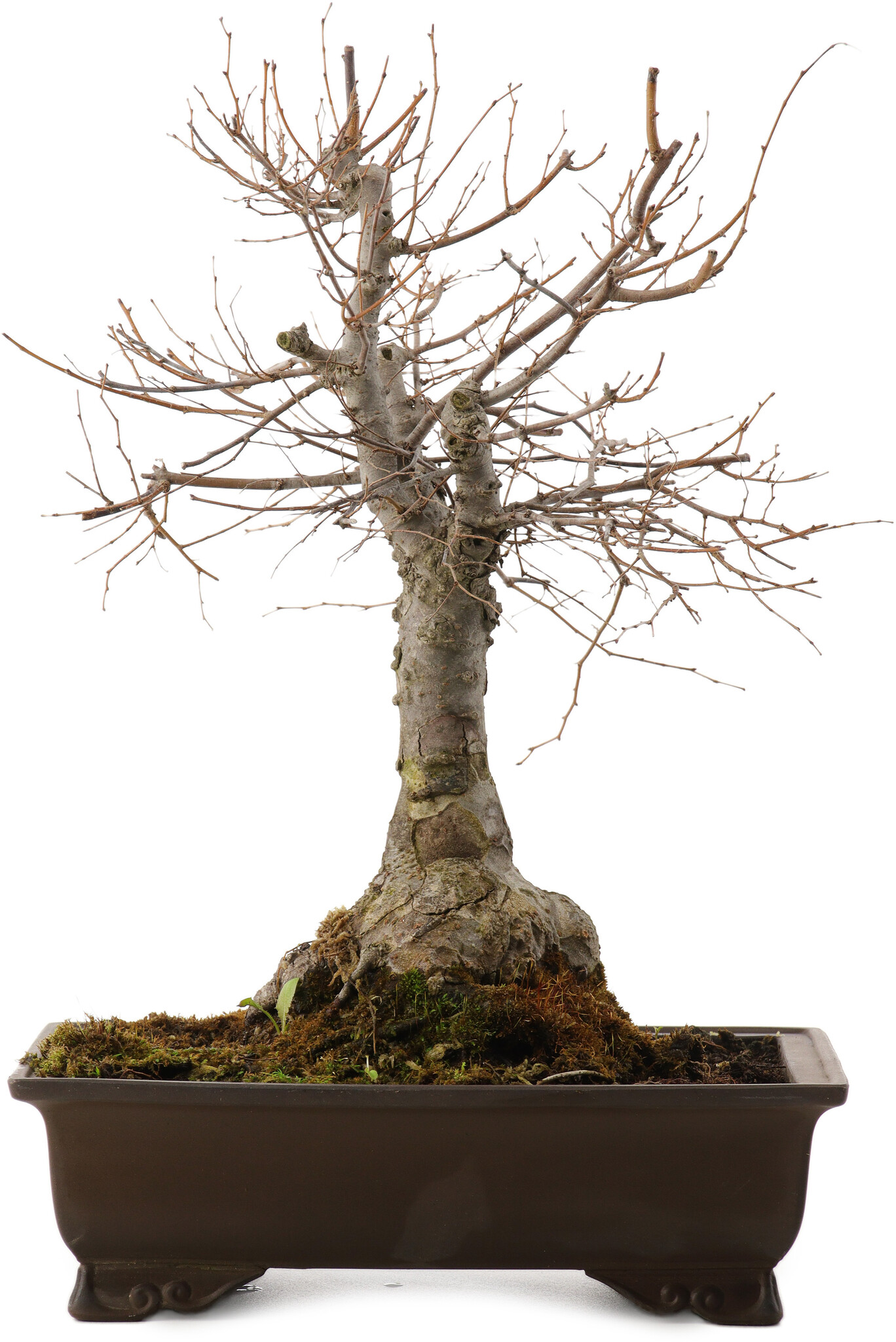 Zelkova serrata, 36 cm,  20 Jahre alt - Bonsai Plaza